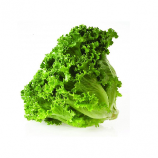 Lechuga Italiana